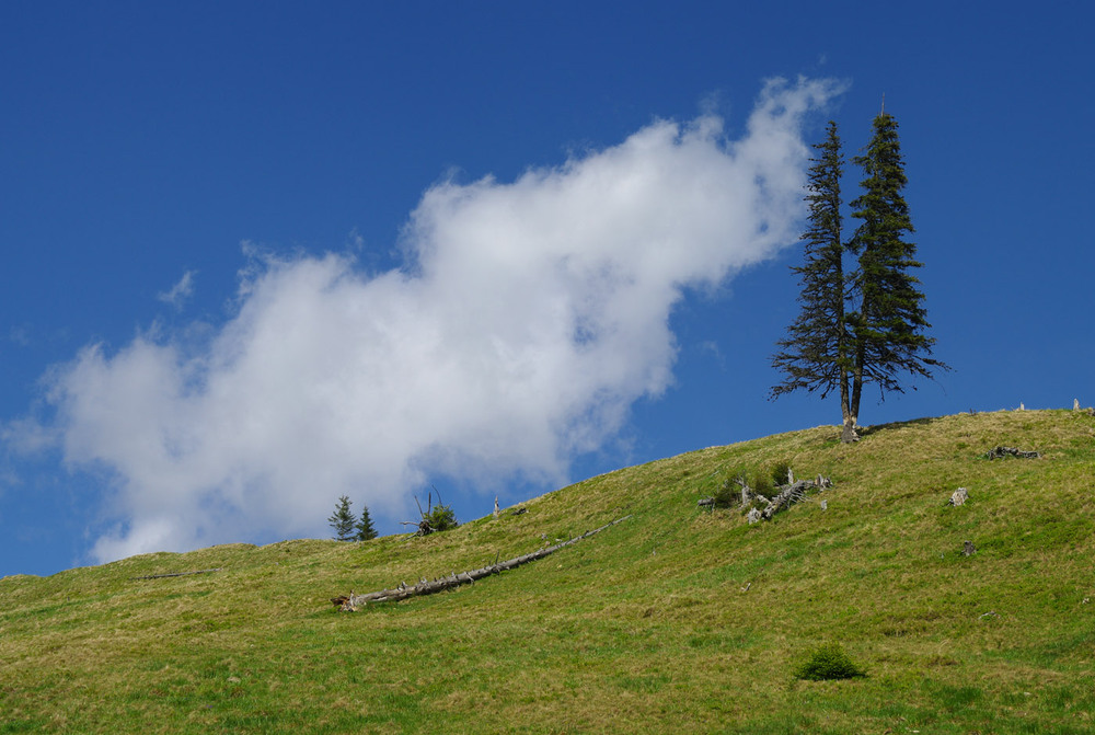 Фотографія Смерекова хмарка на крутій горі... / Фізяр Михайло / photographers.ua