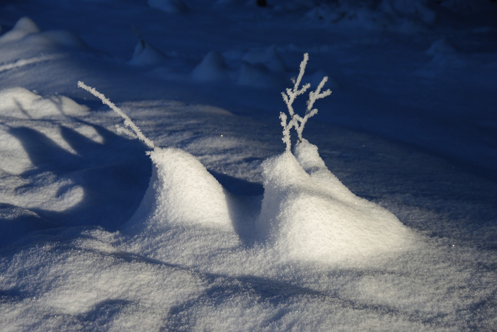 Фотографія Олені та копиця снігу / Фізяр Михайло / photographers.ua