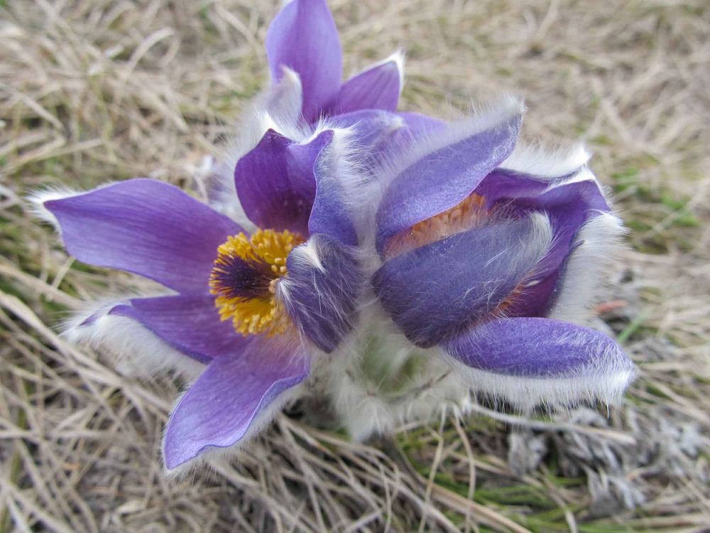 Фотографія Макро / Артём Клепалов / photographers.ua