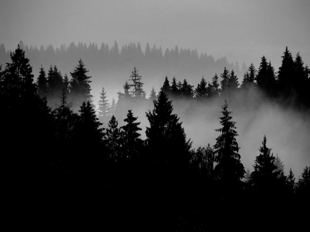 Фотографія дыхание леса / Bernadette / photographers.ua