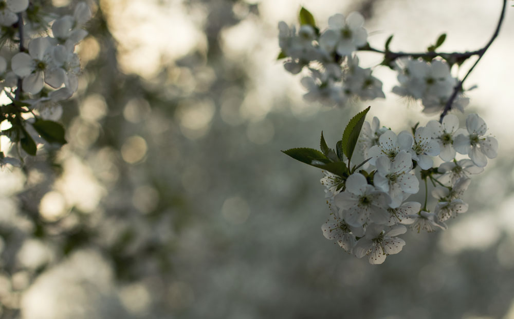 Фотографія The smell of spring ... / Оксана Сищук / photographers.ua