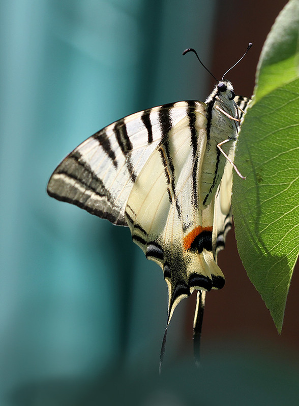 Фотографія Парусник / Дмитрий Гусаков / photographers.ua