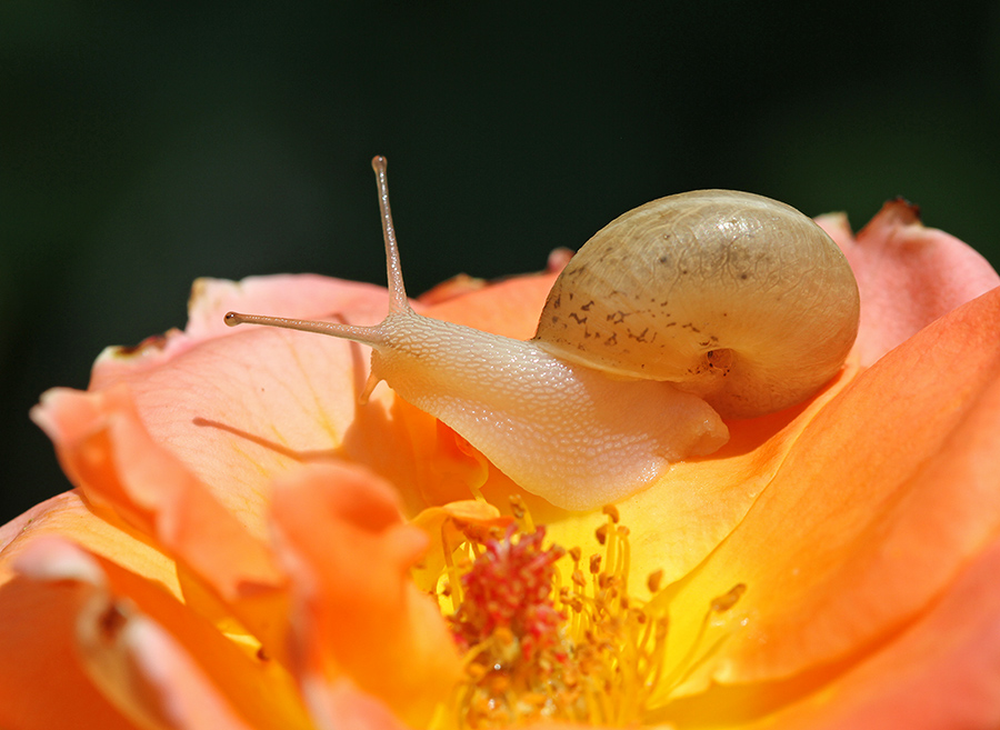 Фотографія Как в огне / Дмитрий Гусаков / photographers.ua