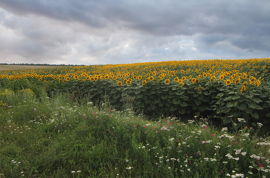 Фотографія *** / Дмитрий Гусаков / photographers.ua
