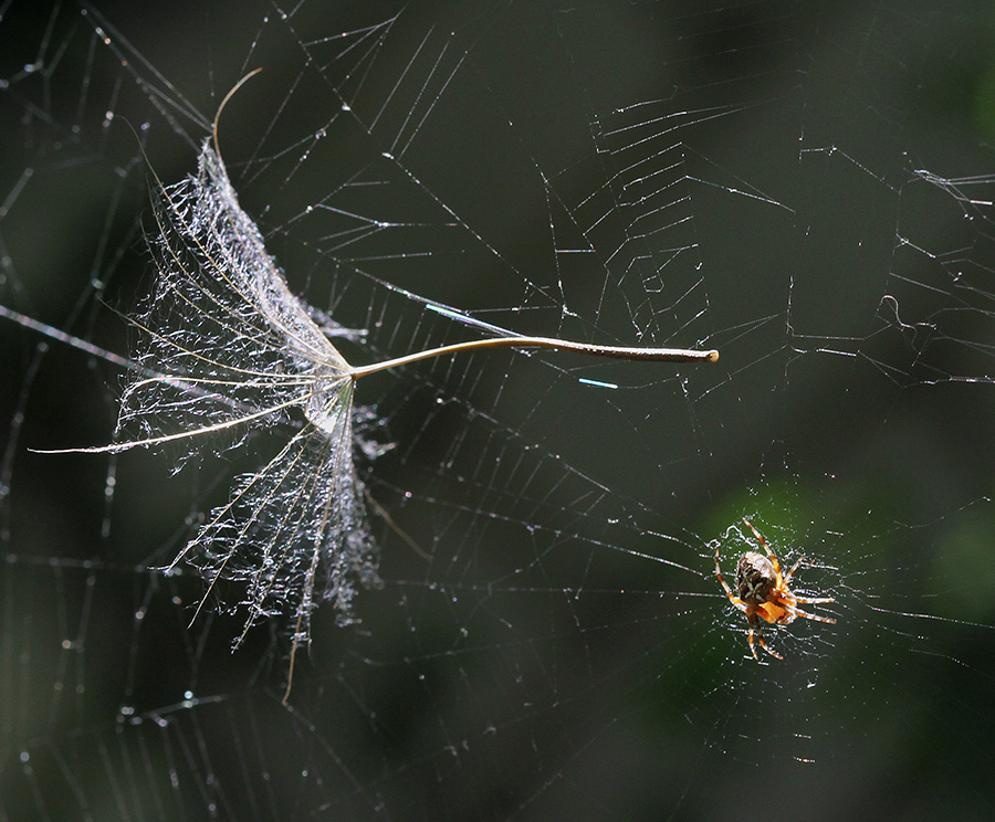 Фотографія Парашутист / Дмитрий Гусаков / photographers.ua
