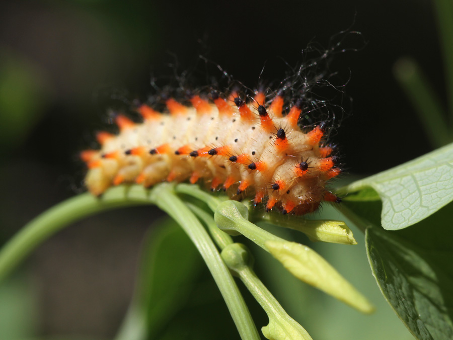 Фотографія Пушистик / Дмитрий Гусаков / photographers.ua