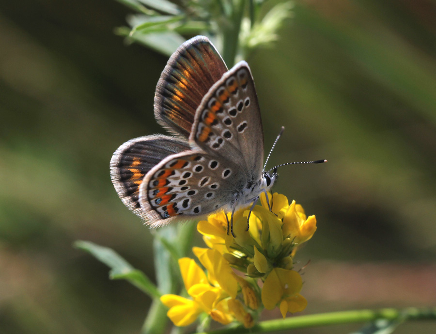 Фотографія *** / Дмитрий Гусаков / photographers.ua