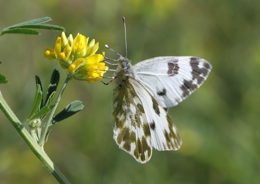 Фотографія Пестрянка / Дмитрий Гусаков / photographers.ua