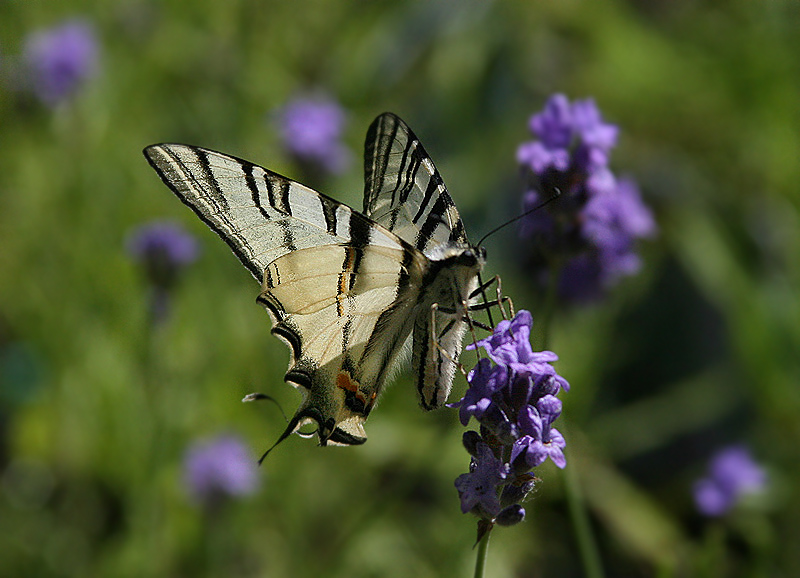 Фотографія На запах лаванды / Дмитрий Гусаков / photographers.ua