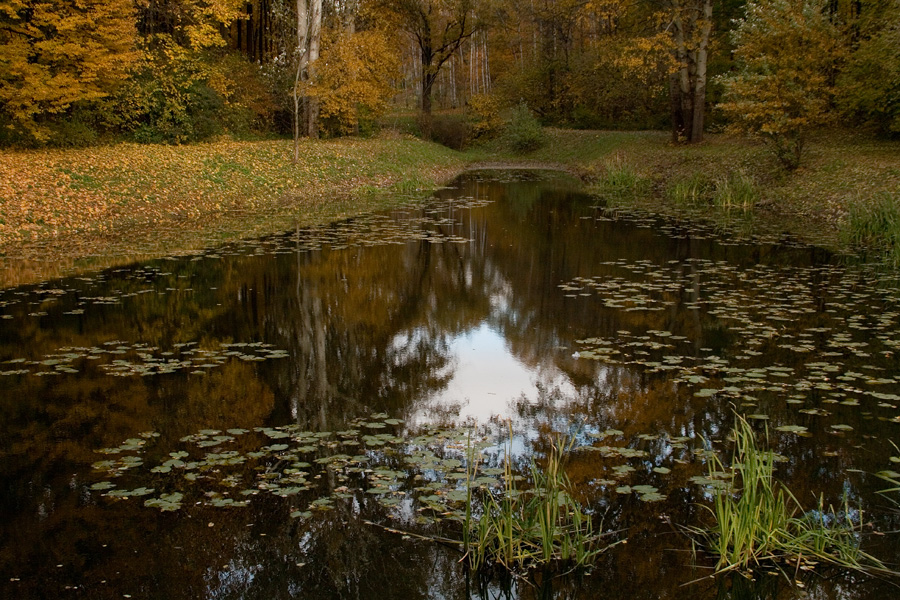 Фотографія Отражение осени / Дмитрий Гусаков / photographers.ua