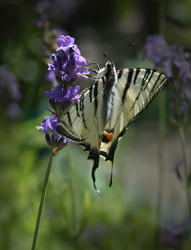 Фотографія *** / Дмитрий Гусаков / photographers.ua