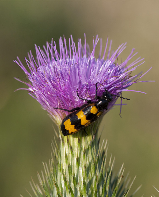 Фотографія Цветочные часы / Дмитрий Гусаков / photographers.ua