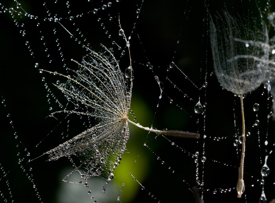 Фотографія После дождя / Дмитрий Гусаков / photographers.ua