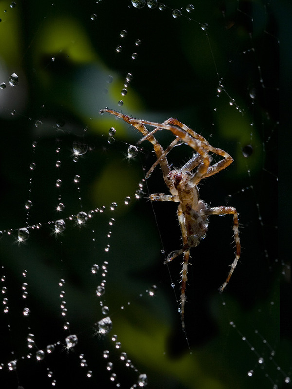 Фотографія После дождя / Дмитрий Гусаков / photographers.ua