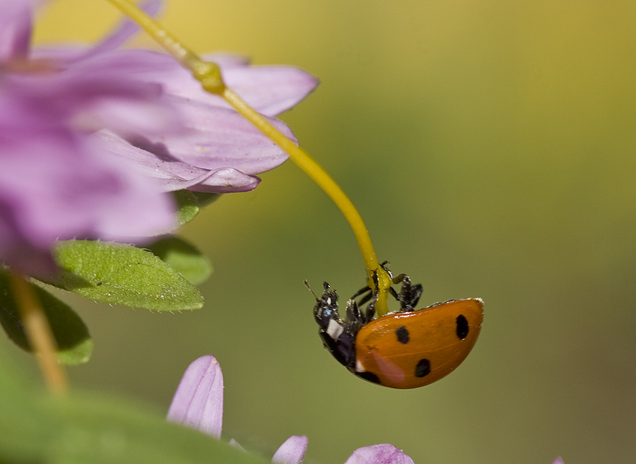Фотографія Держи меня соломинка,держи / Дмитрий Гусаков / photographers.ua