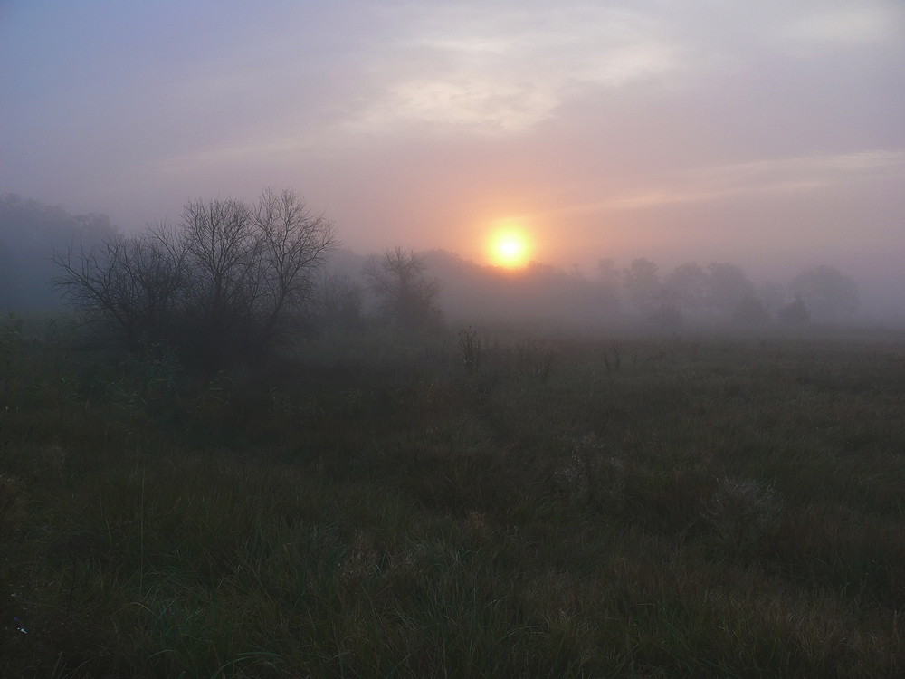 Фотографія Ранковий туман. / Игорь Олейник / photographers.ua