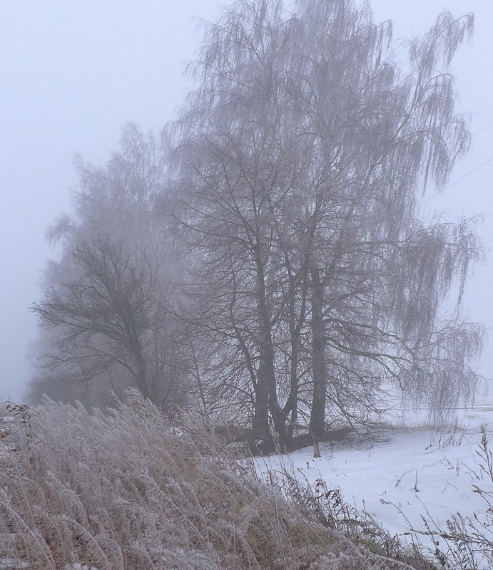 Фотографія Туманно-ветреный январь. / Цов / photographers.ua