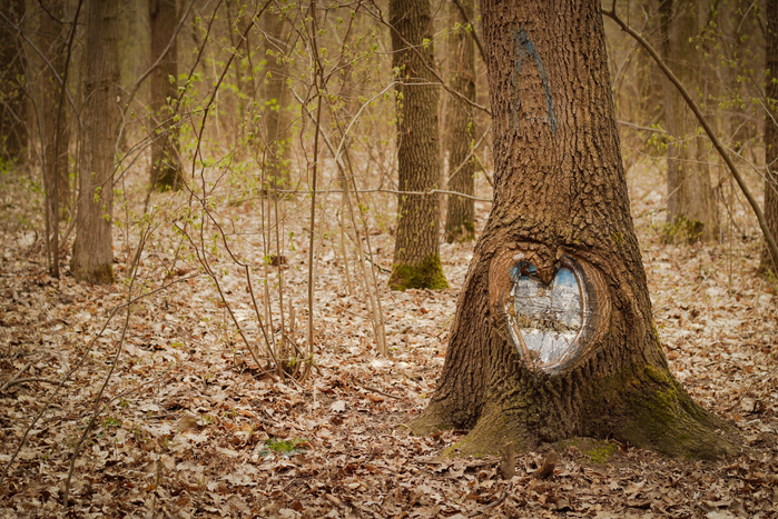 Фотографія ...и у дерева есть сердце / Wiktoria / photographers.ua