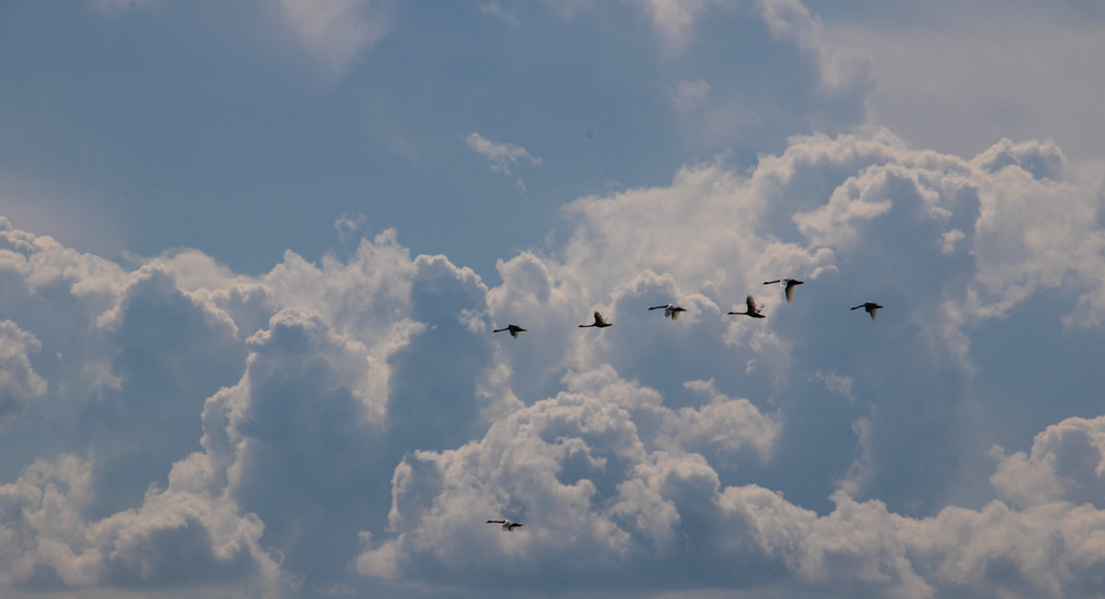 Фотографія летят утки... / Wiktoria / photographers.ua
