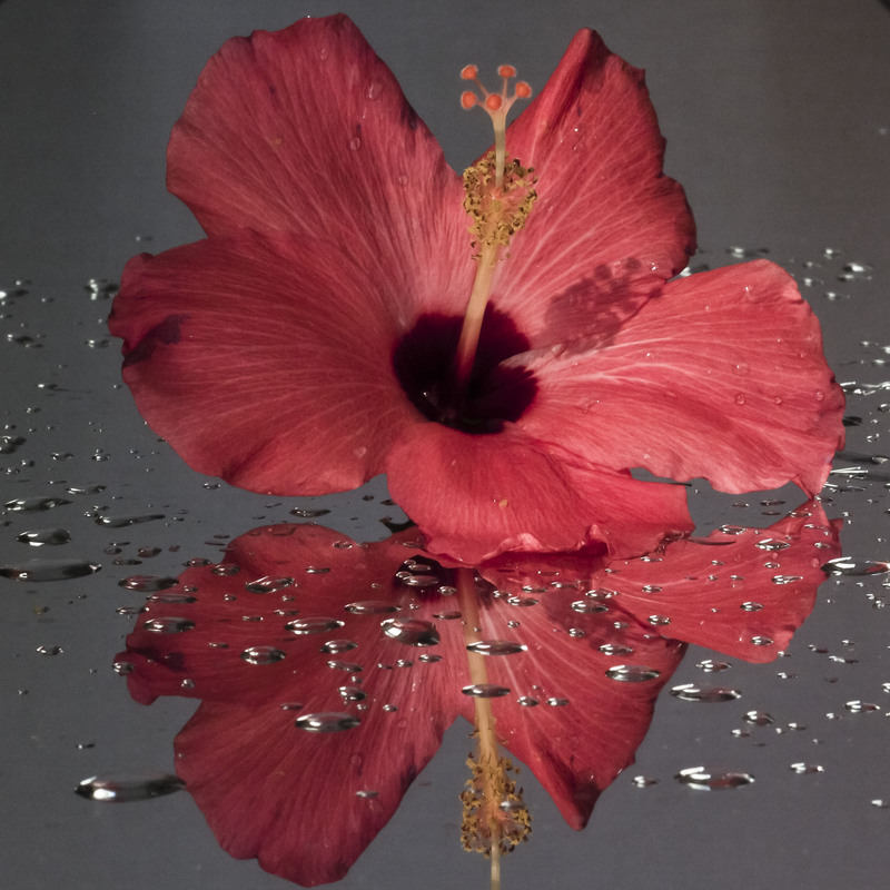 Фотографія Red Hibiscus flower / Olga Prylypko Jasper / photographers.ua
