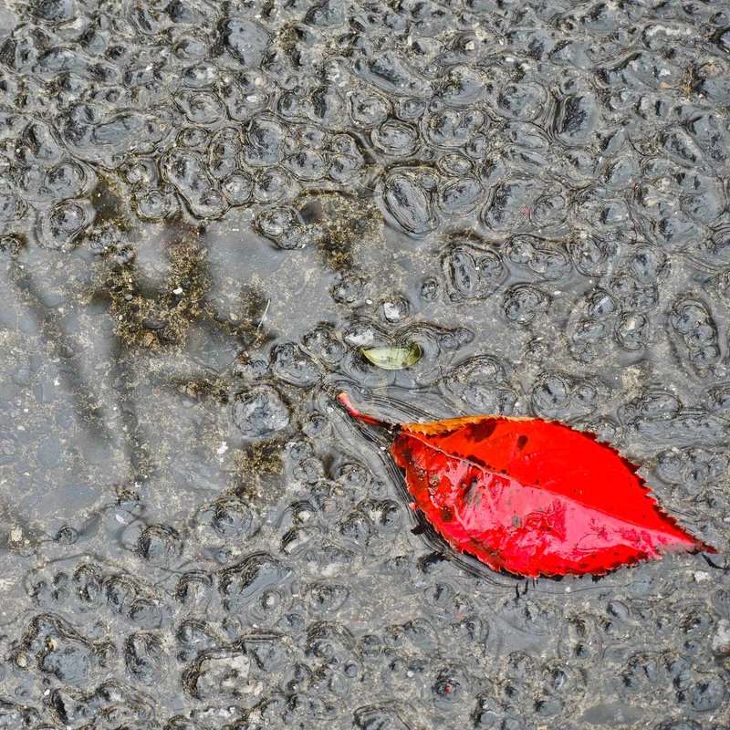 Фотографія Autumn...leaves... / Olga Prylypko Jasper / photographers.ua