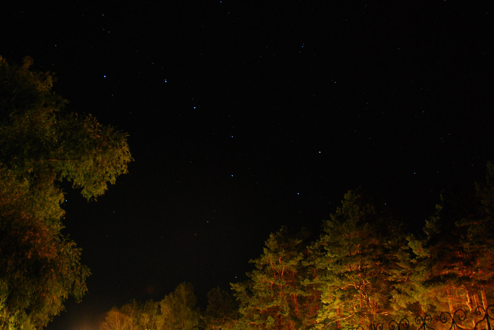 Фотографія Медведица / Антон Нечай / photographers.ua