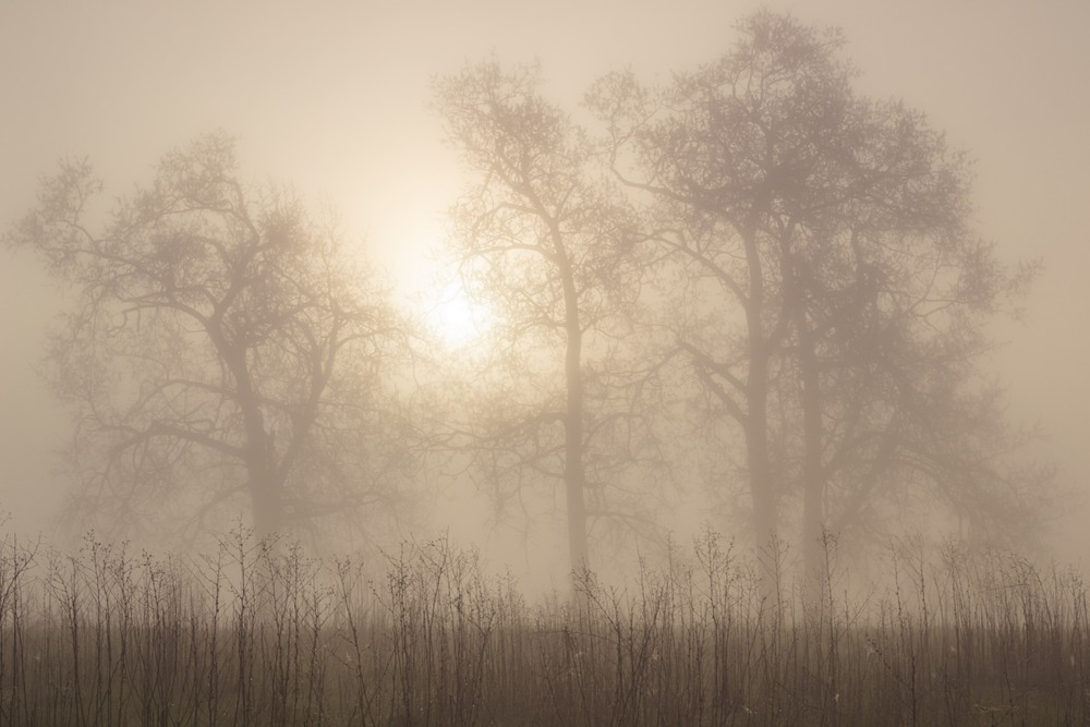 Фотографія В ранковому тумані / Сергій Корнєв / photographers.ua