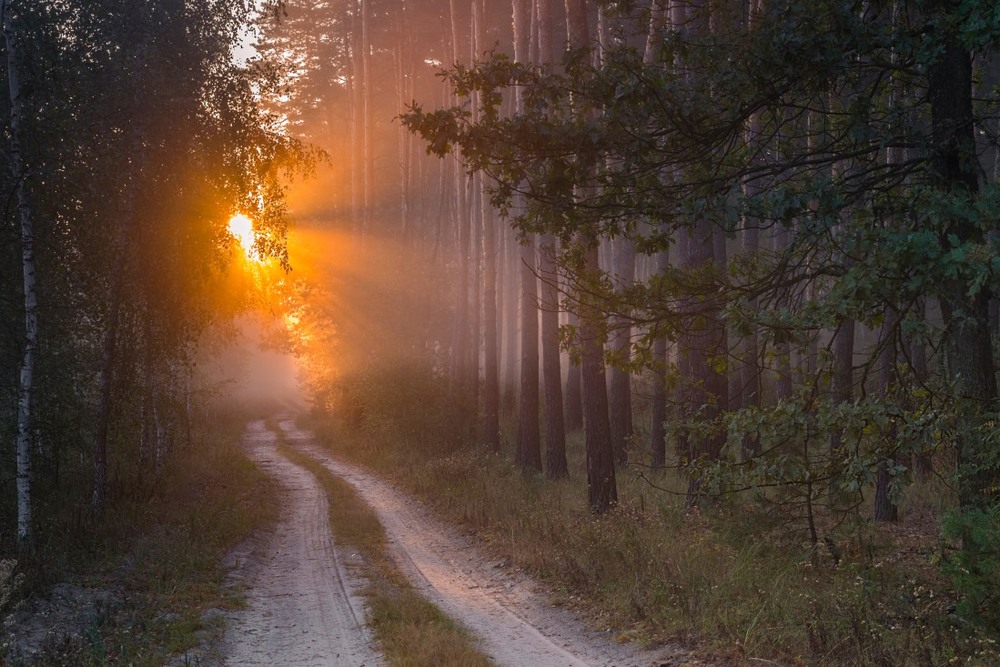 Фотографія Из серии "Утро в лесу" / Сергій Корнєв / photographers.ua