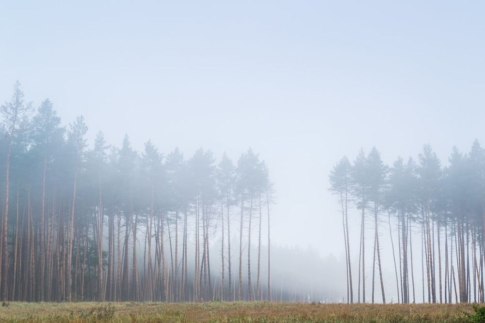 Фотографія Из серии "Лес в тумане" / Сергій Корнєв / photographers.ua