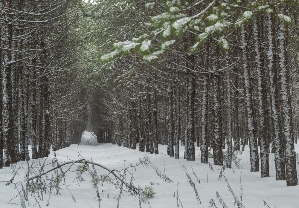 Фотографія В зимнем лесу / Сергій Корнєв / photographers.ua