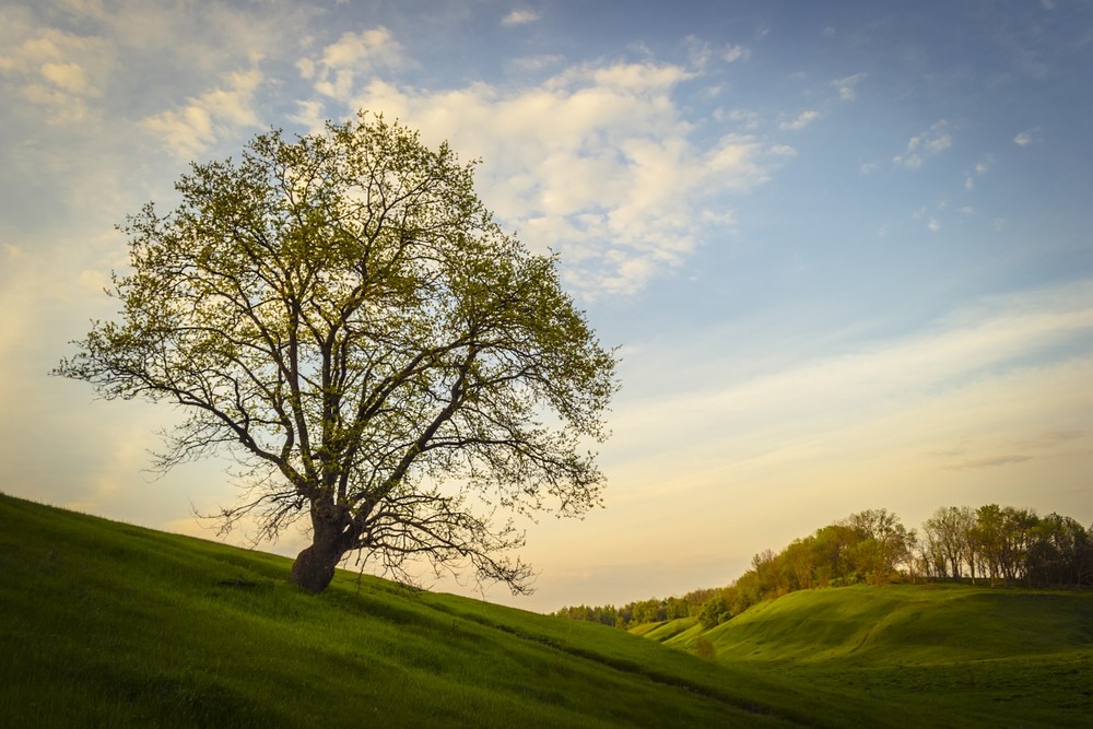 Фотографія Одинокое дерево на склоне / Сергій Корнєв / photographers.ua