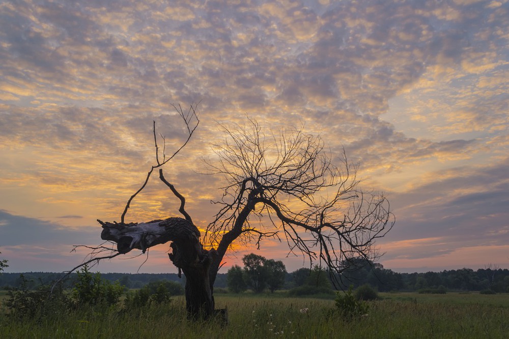 Фотографія Одиноко стоящее дерево на рассвете / Сергій Корнєв / photographers.ua