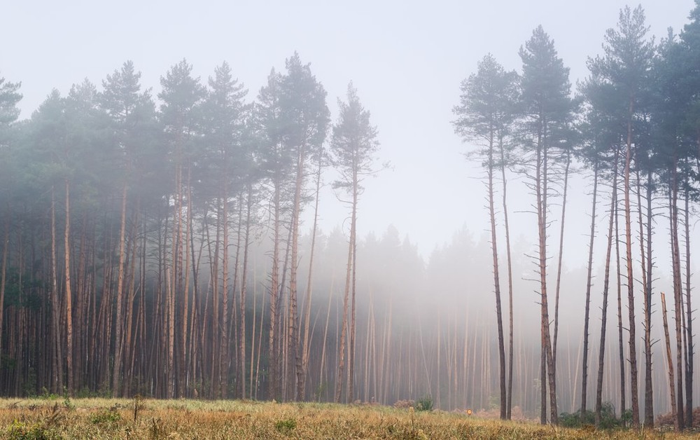 Фотографія Из серии "Лес в тумане" / Сергій Корнєв / photographers.ua