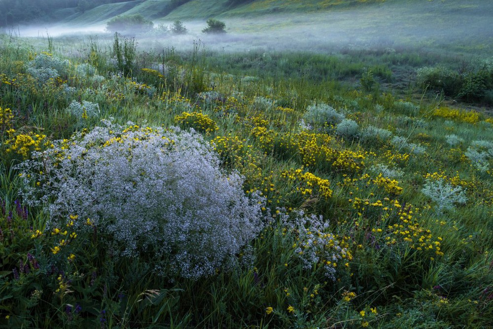 Фотографія Ранок.Туман над травами / Сергій Корнєв / photographers.ua