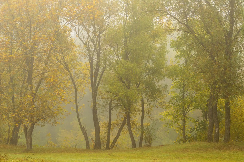 Фотографія Осень туманная / Сергій Корнєв / photographers.ua