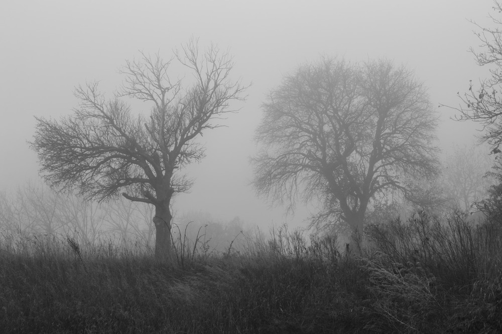 Фотографія Деревья в тумане / Сергій Корнєв / photographers.ua