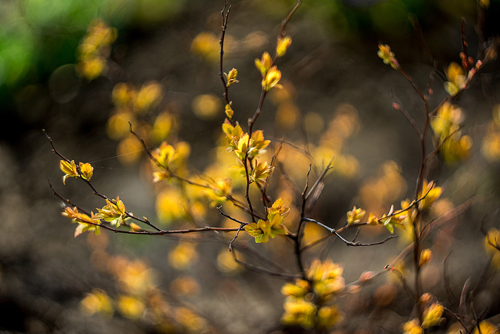 Фотографія Весна - справжнє диво. / Vik / photographers.ua