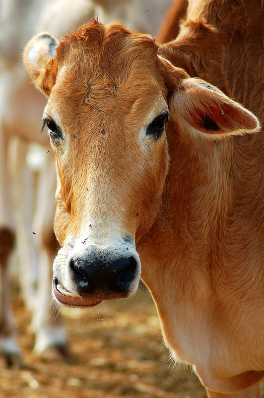 Фотографія Муууууу / Sasha Voyn / photographers.ua