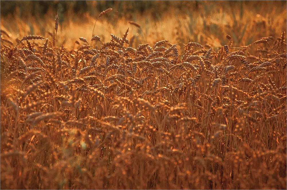 Фотографія ХЛЕБ – ВСЕМУ ГОЛОВА ! / Олександр  Семен / photographers.ua