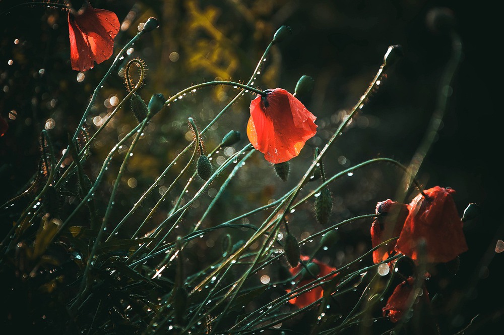 Фотографія Після дощу... / Олександр  Семен / photographers.ua