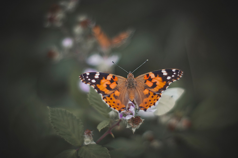 Фотографія Макро / Daria Zayceva / photographers.ua