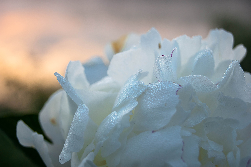 Фотографія Peony drunk at dawn dew / Daria Zayceva / photographers.ua