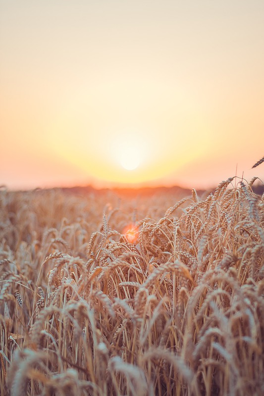 Фотографія Пшеничное поле на закате / Daria Zayceva / photographers.ua
