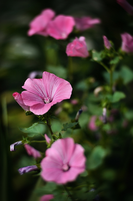 Фотографія цветы в июле / Марек Stuhlberg / photographers.ua