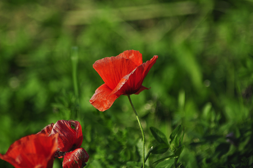 Фотографія Разное / Iren Bondar / photographers.ua