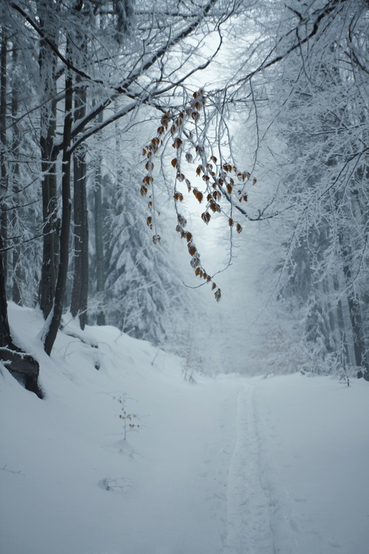 Фотографія Туманний ранок в Карпатах / Mykola Bandurka / photographers.ua