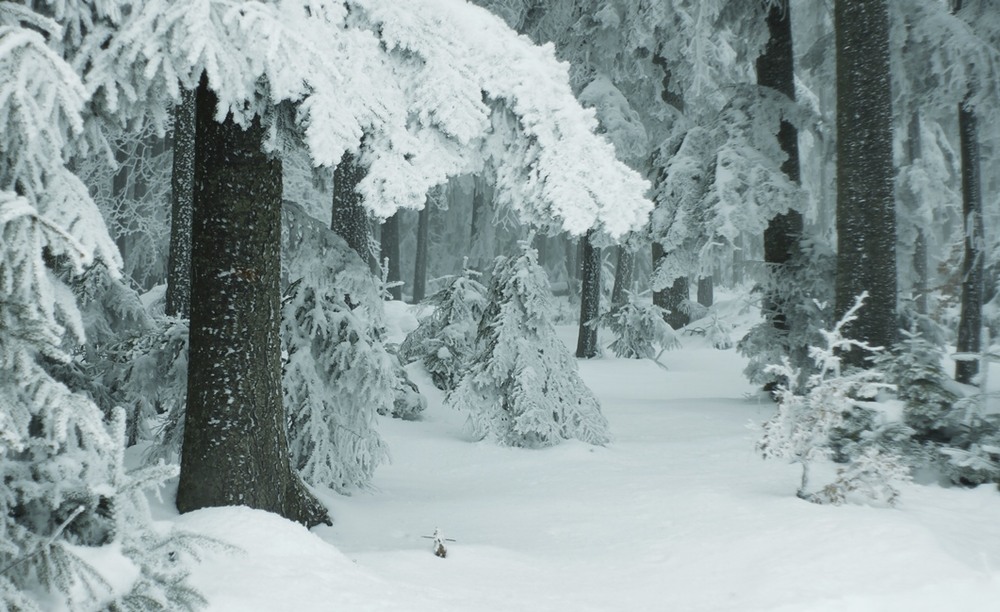 Фотографія Ранковий спокій зимового лісу / Mykola Bandurka / photographers.ua