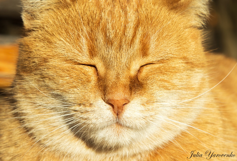 Фотографія Хорошо поглаженный кот, усыпает:)))) / Юлька / photographers.ua