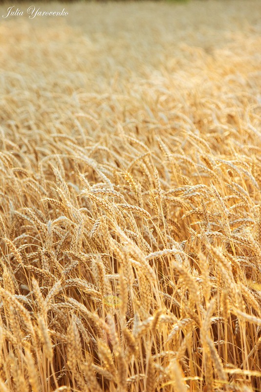 Фотографія А пшеничное поле, когда дует ветер, шелестит.... / Юлька / photographers.ua
