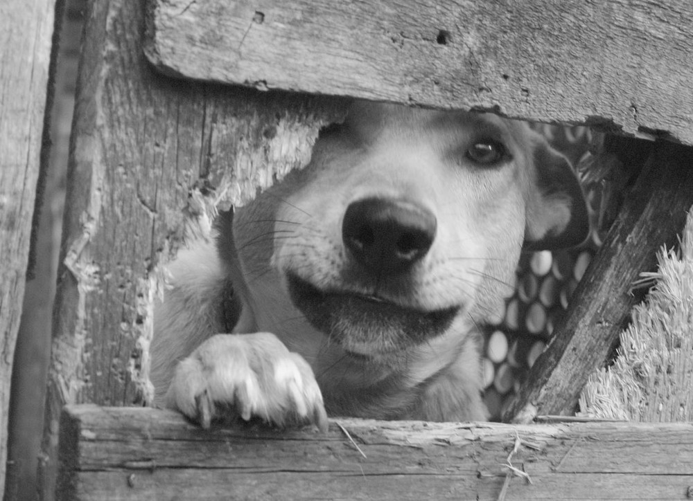 Фотографія Собачья жизнь / Анна Андреева / photographers.ua